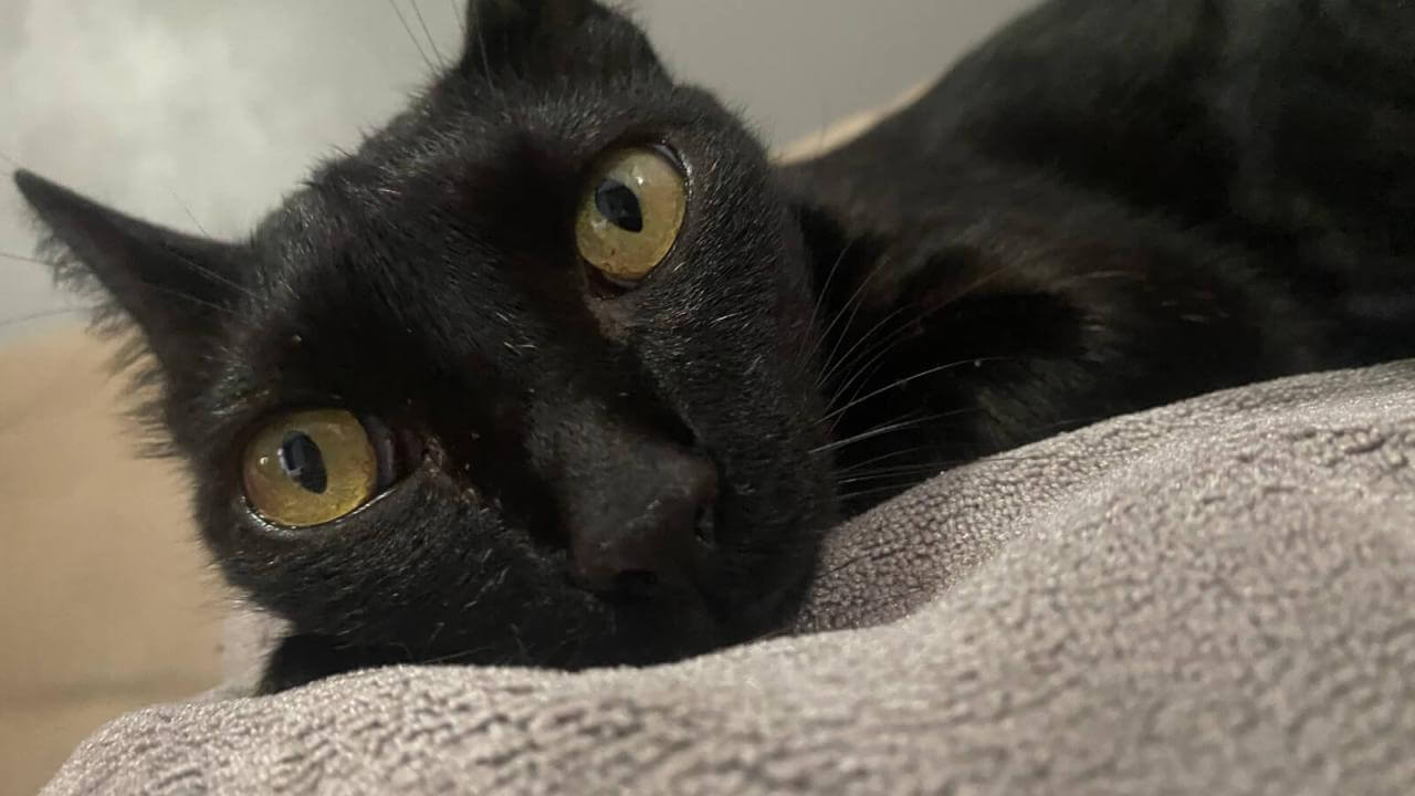 Gato Salem desapareceu no bairro Parque Verde
