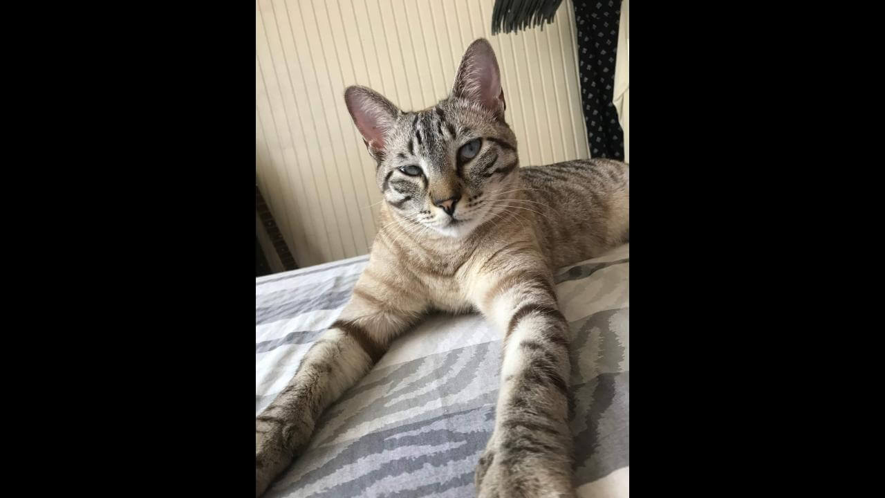 Gato Oliver desapareceu no bairro Parque São Paulo