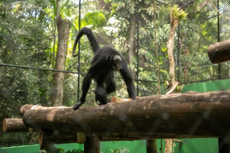Macaca Chita ganha novo recinto no Zoológico de Cascavel Imagem referente a Macaca Chita ganha novo recinto no Zoológico de Cascavel
