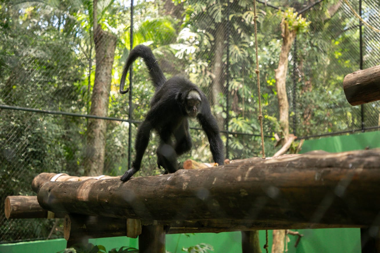 Macaca Chita ganha novo recinto no Zoológico de Cascavel