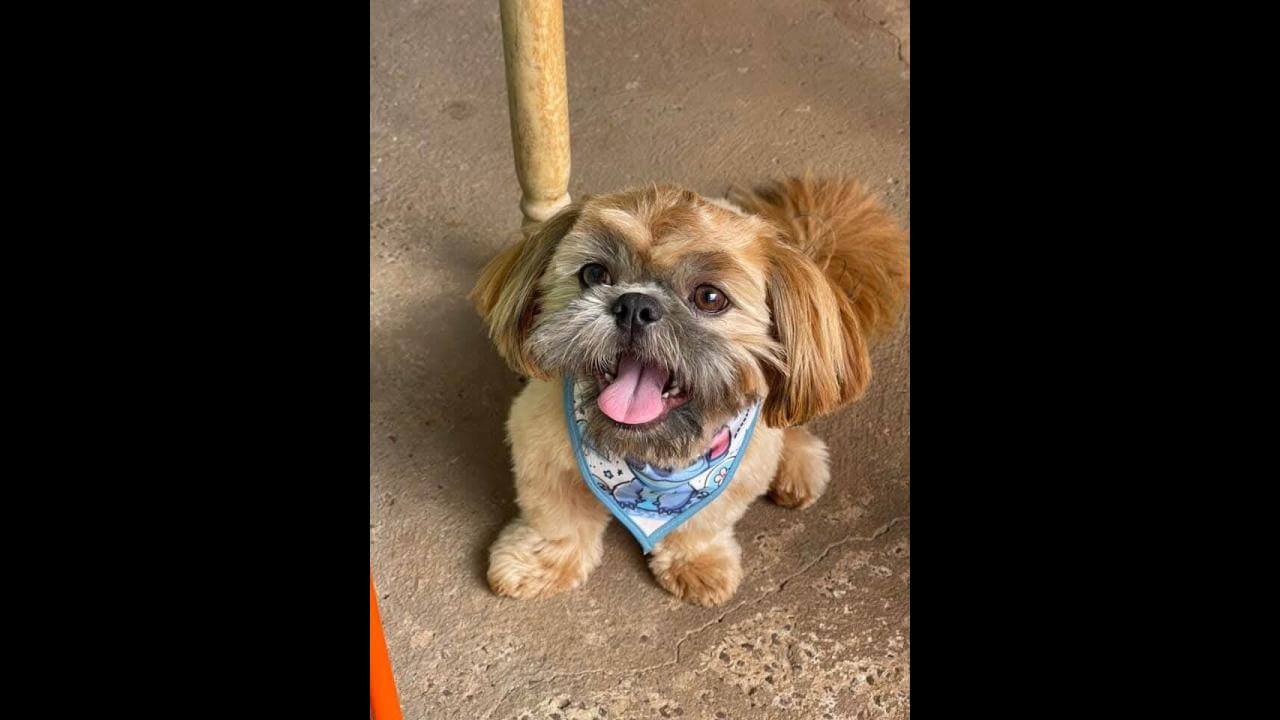 Cachorro Xinbaa desapareceu no bairro Santa Cruz