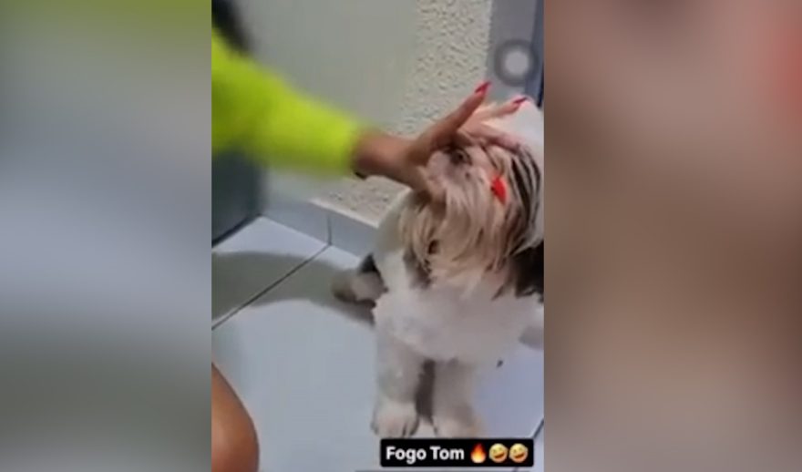 Vídeo polêmico: mulher obriga cachorro a fumar maconha e gera revolta nas redes sociais
