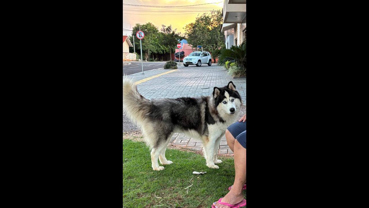 Cachorro thor desapareceu no bairro Presidente