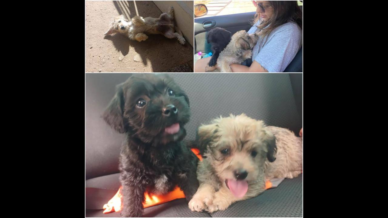Cachorro desapareceu no bairro Santa Cruz
