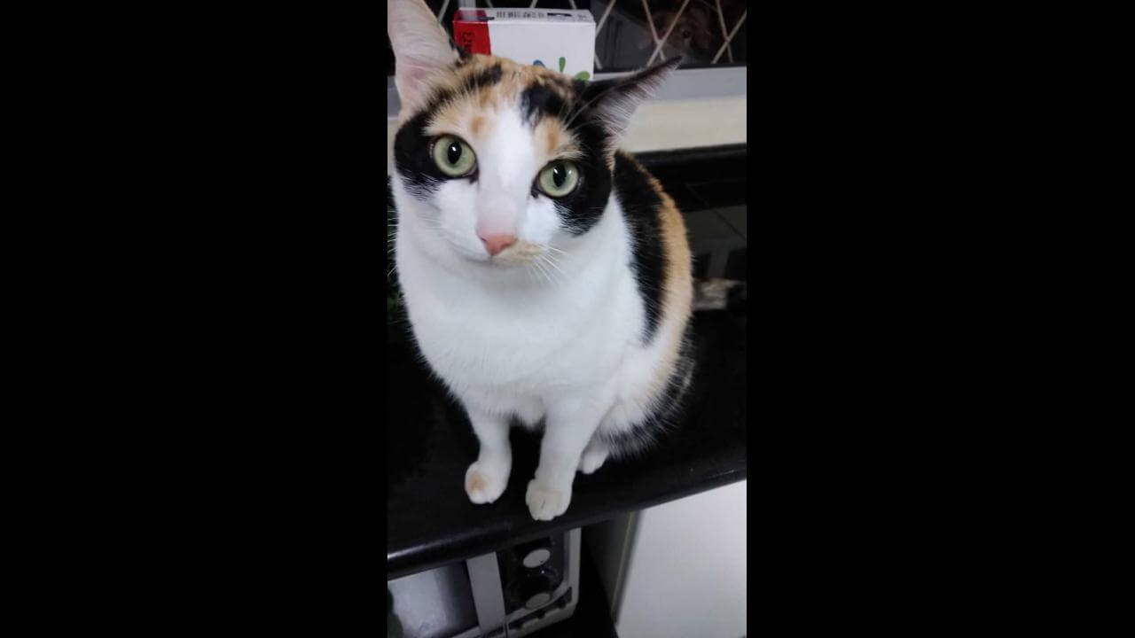 Gata Mia desapareceu no bairro Centro