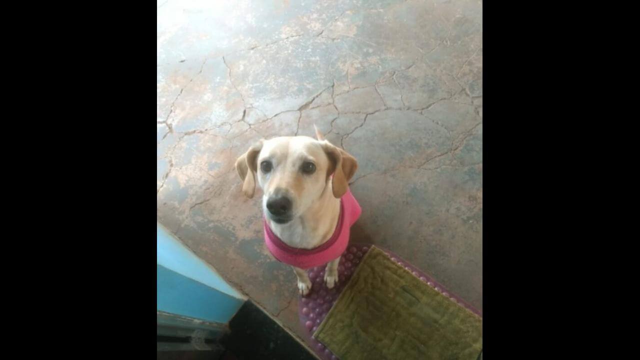 Cachorra Cloe desapareceu no bairro Canadá