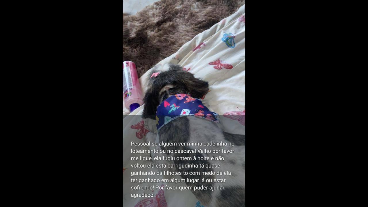 Cachorra Jade desapareceu no bairro Cascavel Velho Cachorra Jade desapareceu no bairro Cascavel Velho