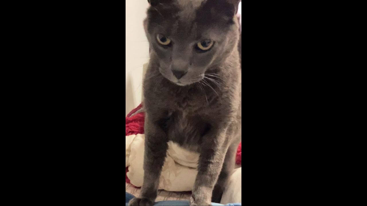 Gato Pipoca desapareceu no bairro Pioneiros Catarinenses Gato Pipoca desapareceu no bairro Pioneiros Catarinenses
