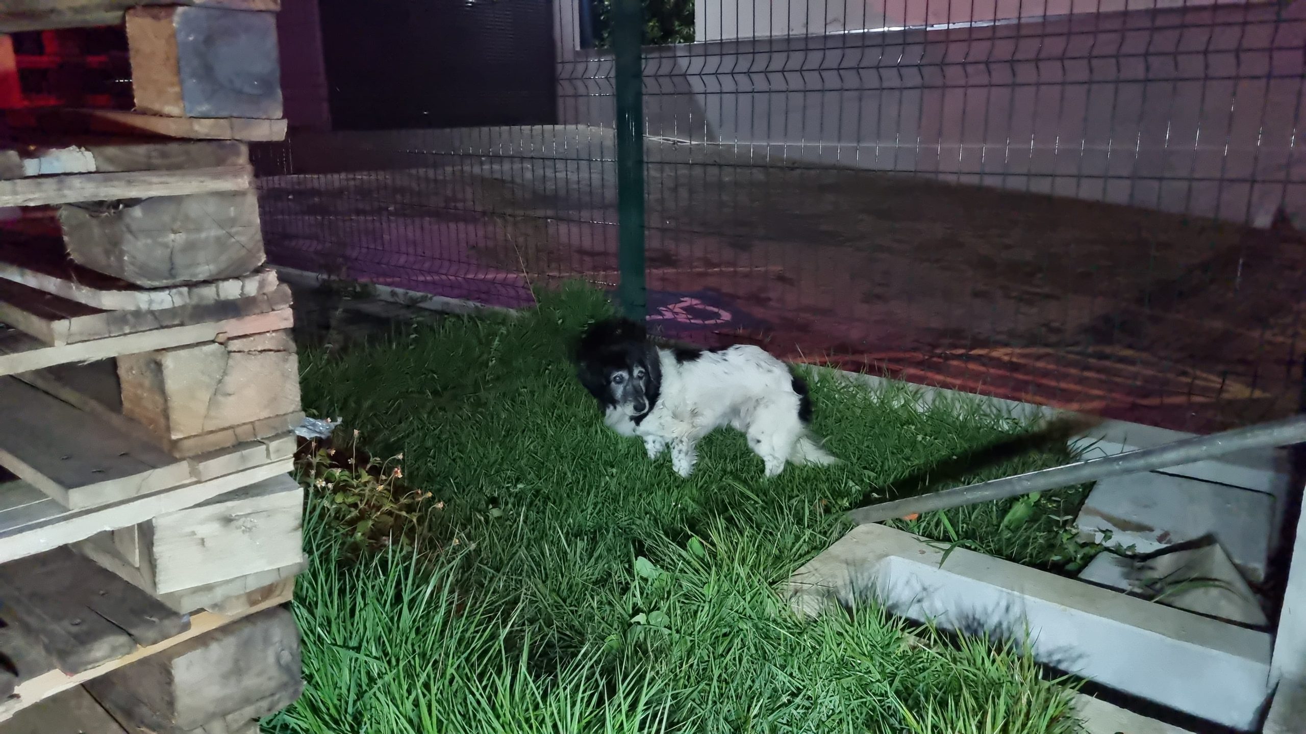 Cachorro idoso é resgatado após cair em buraco na Rua Acre