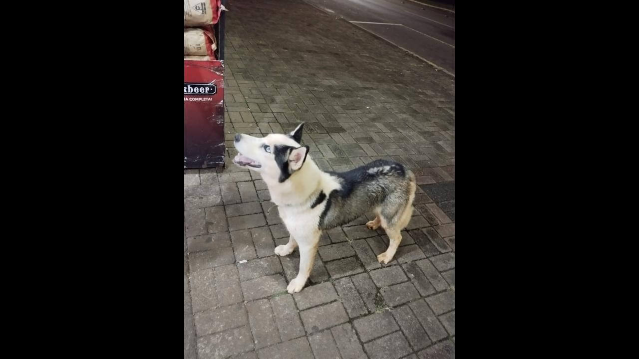 Cachorra é encontrada no bairro Centro Cachorra é encontrada no bairro Centro