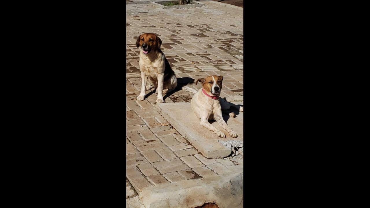 Cachorro é encontrado no bairro São Cristóvão Cachorro é encontrado no bairro São Cristóvão