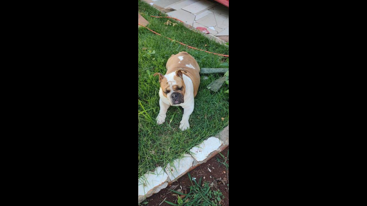 Cachorra Kitara desapareceu no bairro Cascavel Velho Cachorra Kitara desapareceu no bairro Cascavel Velho