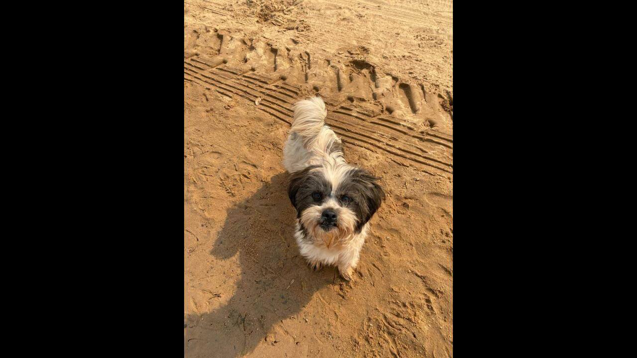 Cachorra Jade continua desaparecida; ela sumiu no Cascavel Velho