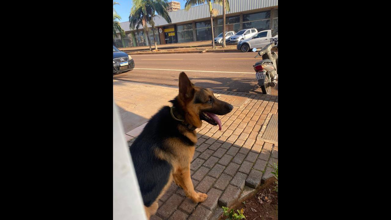 Cachorro é encontrado no bairro Coqueiral