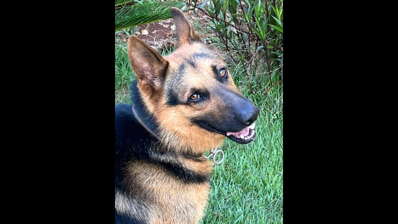 Cachorro Flash desapareceu no bairro Coqueiral