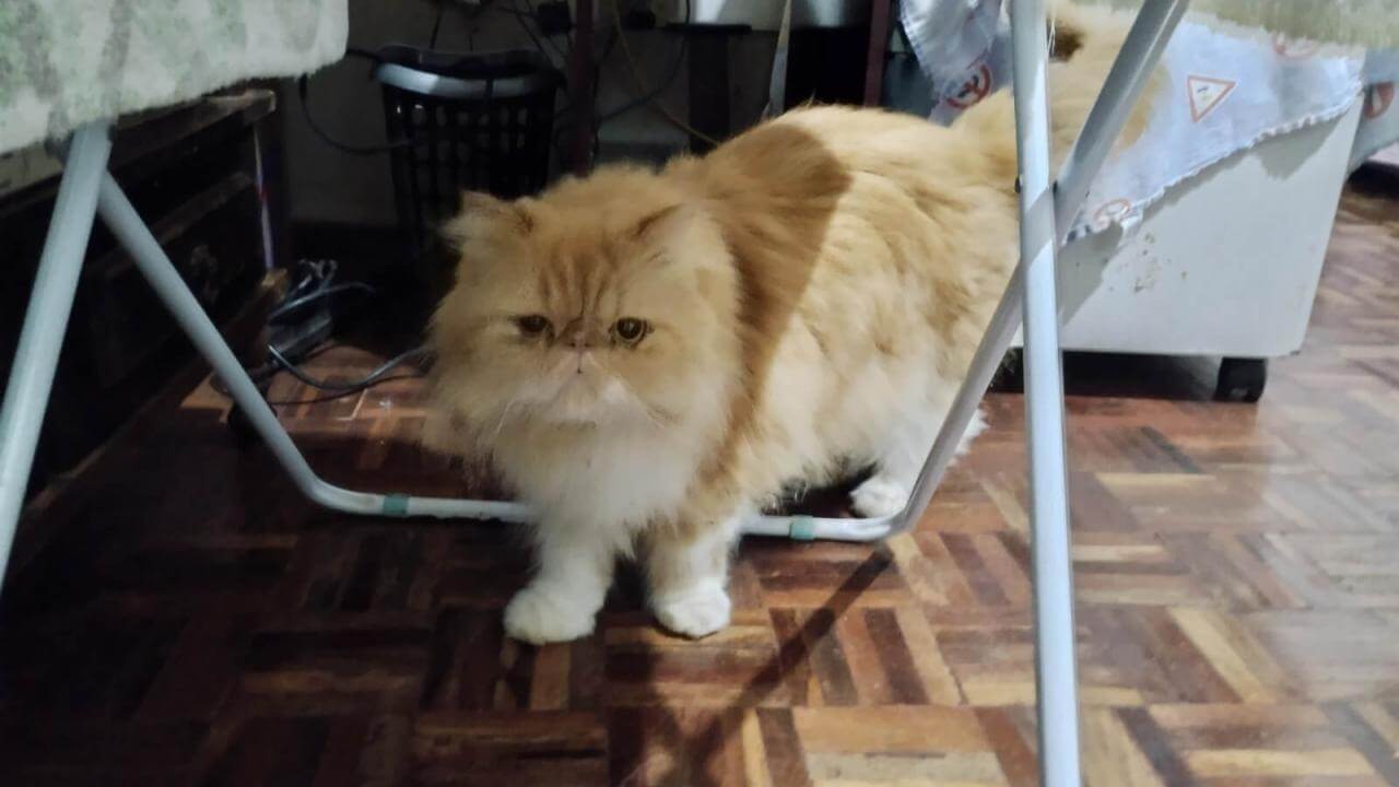 Gato é encontrado no bairro Maria Luiza