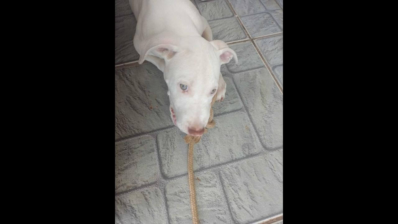 Cachorro é encontrado no bairro Claudete