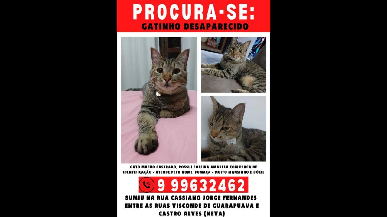 Gato Fumaça desapareceu no bairro Neva