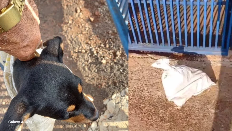 Filhote de cachorro é encontrado amarrado em saco em frente a centro de saúde animal