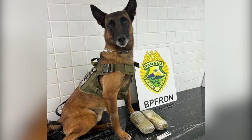 Cão Ollie localiza haxixe em ônibus na BR-277 e passageira é detida pelo BPFron