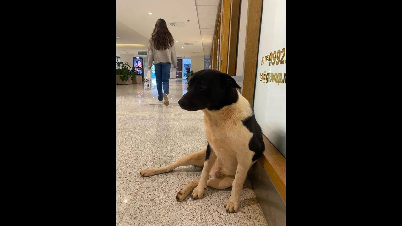 Cachorro é encontrado no bairro São Cristóvão