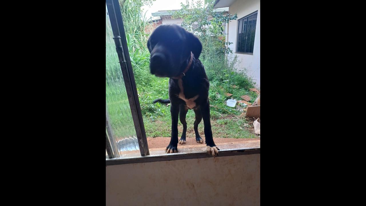 Cachorro é encontrado no bairro Universitário Cachorro é encontrado no bairro Universitário