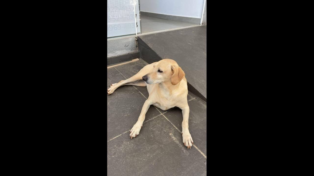 Cachorro é encontrado no bairro Região do Lago Cachorro é encontrado no bairro Região do Lago