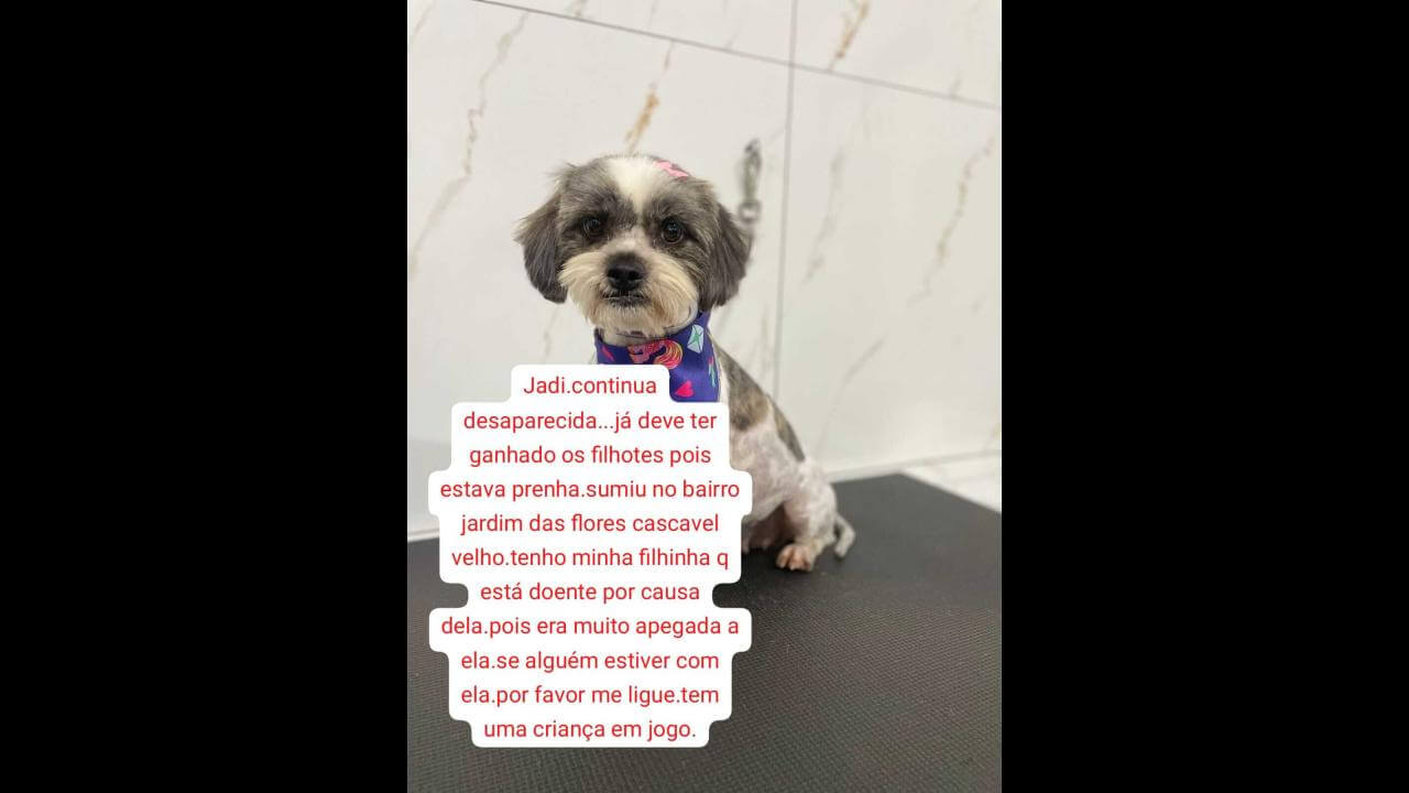 Cachorra Jade desapareceu no bairro Cascavel Velho Cachorra Jade desapareceu no bairro Cascavel Velho