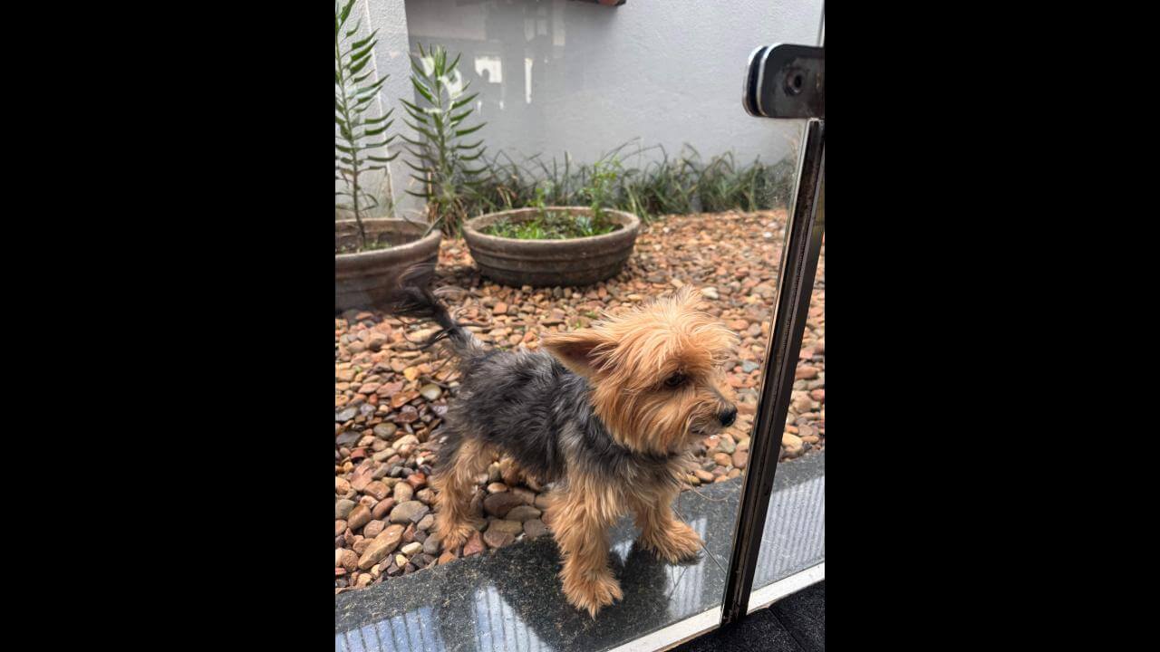 Cachorro é encontrado no bairro Neva