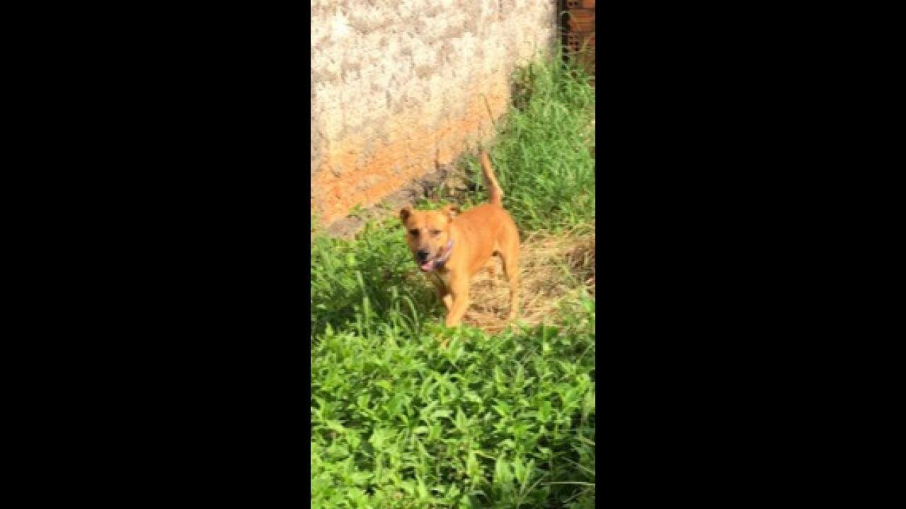 Cachorro desapareceu no bairro Santa Cruz Cachorro desapareceu no bairro Santa Cruz
