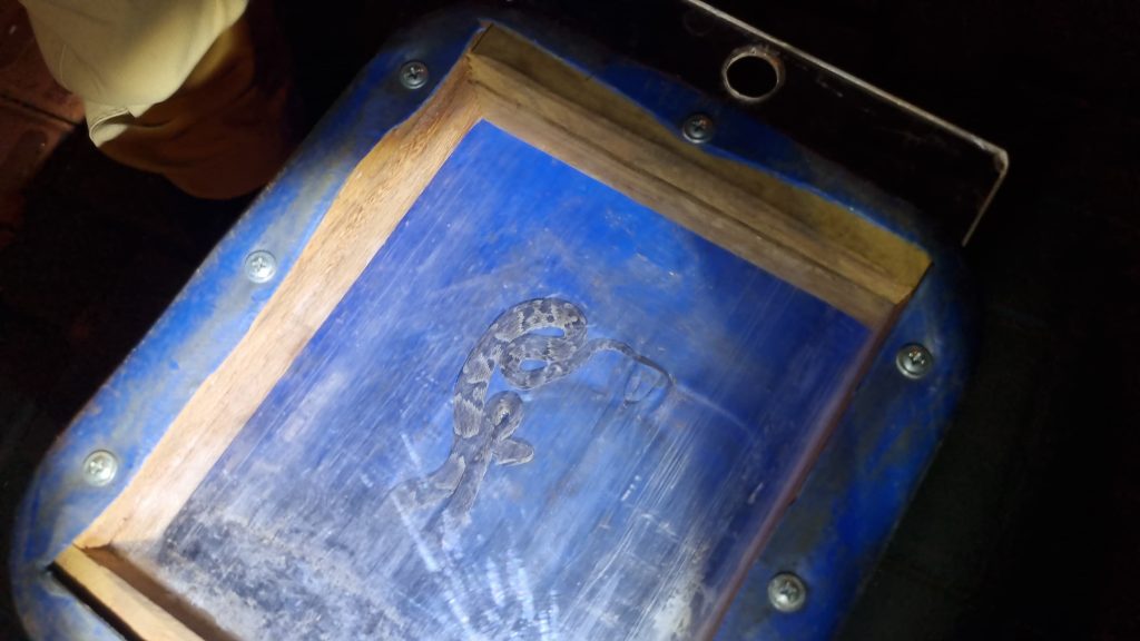 Sogra? Não, eu disse cobra! Cobra Cascavel é encontrada no Belmonte Sogra? Não, eu disse cobra! Cobra Cascavel é encontrada no Belmonte