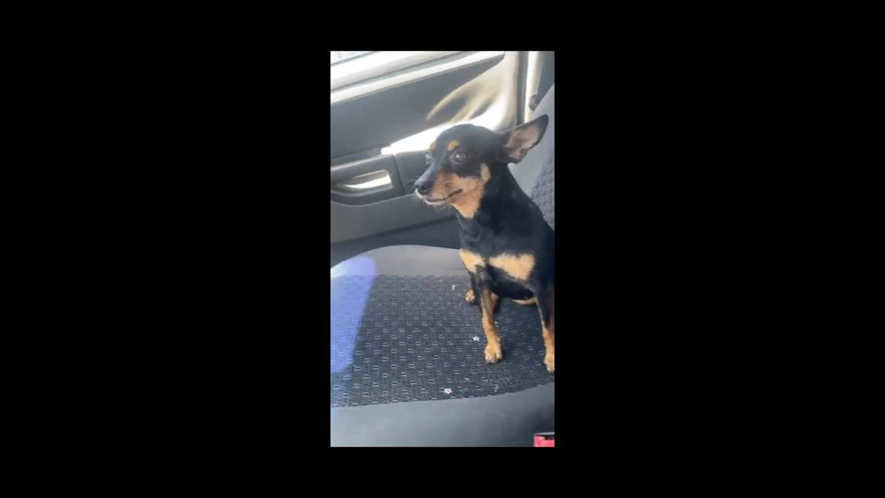 Cachorra Nina desapareceu no bairro Alto Alegre