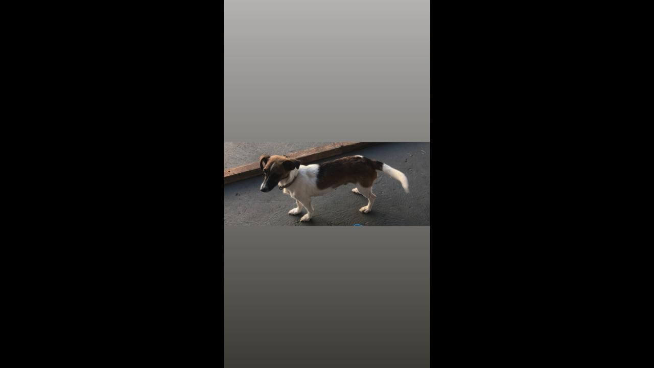 Cachorra Chanel desapareceu no bairro Santa Cruz
