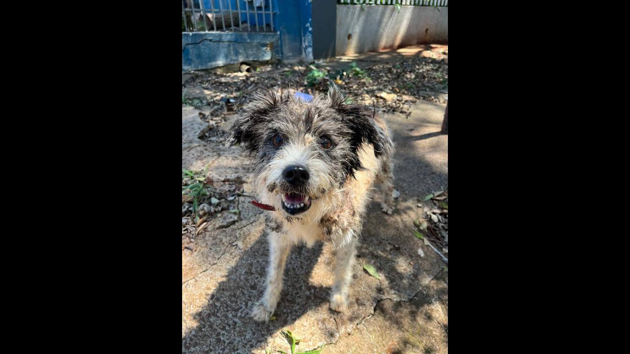 Cachorro é encontrado no bairro São Cristóvão Cachorro é encontrado no bairro São Cristóvão