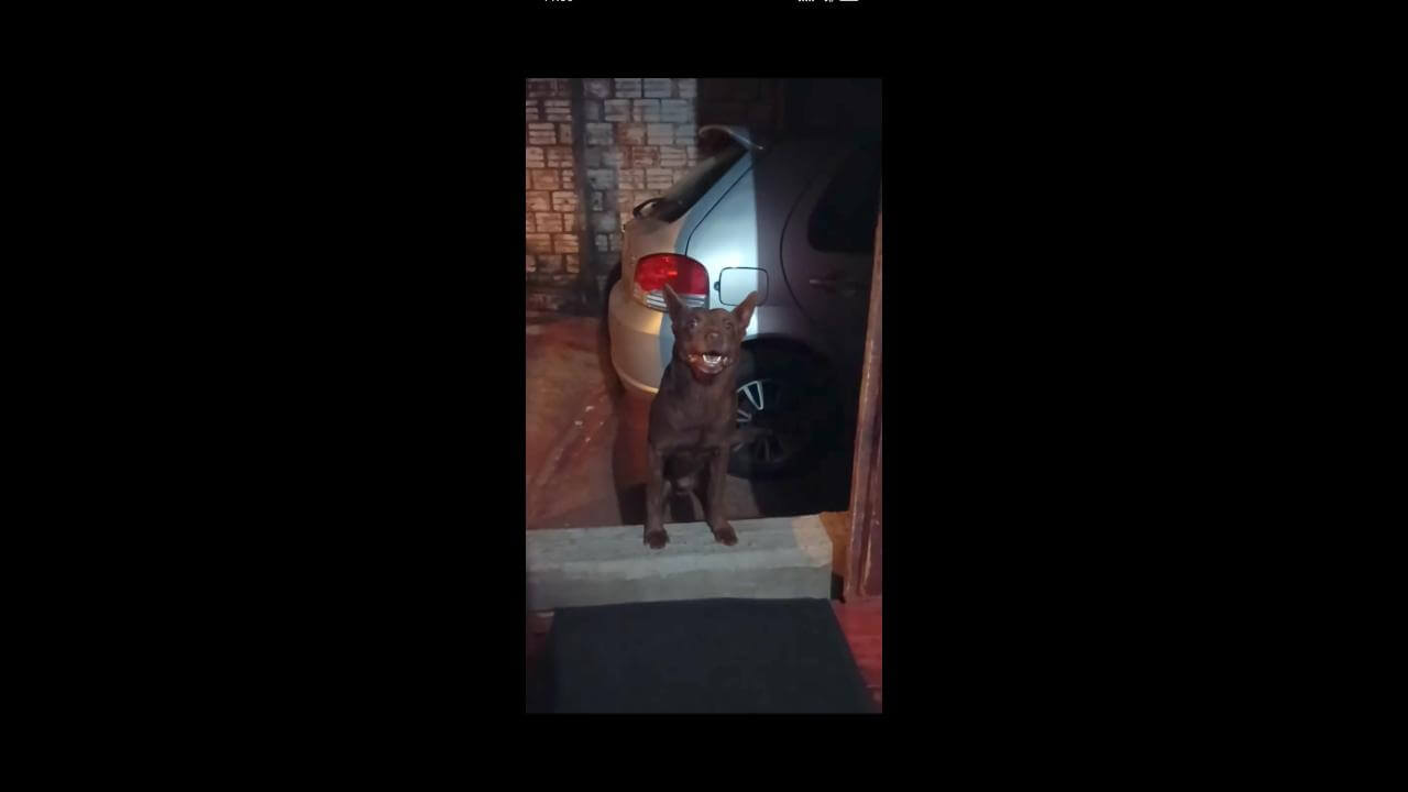 Cachorro Duck desapareceu no bairro Clarito Cachorro Duck desapareceu no bairro Clarito