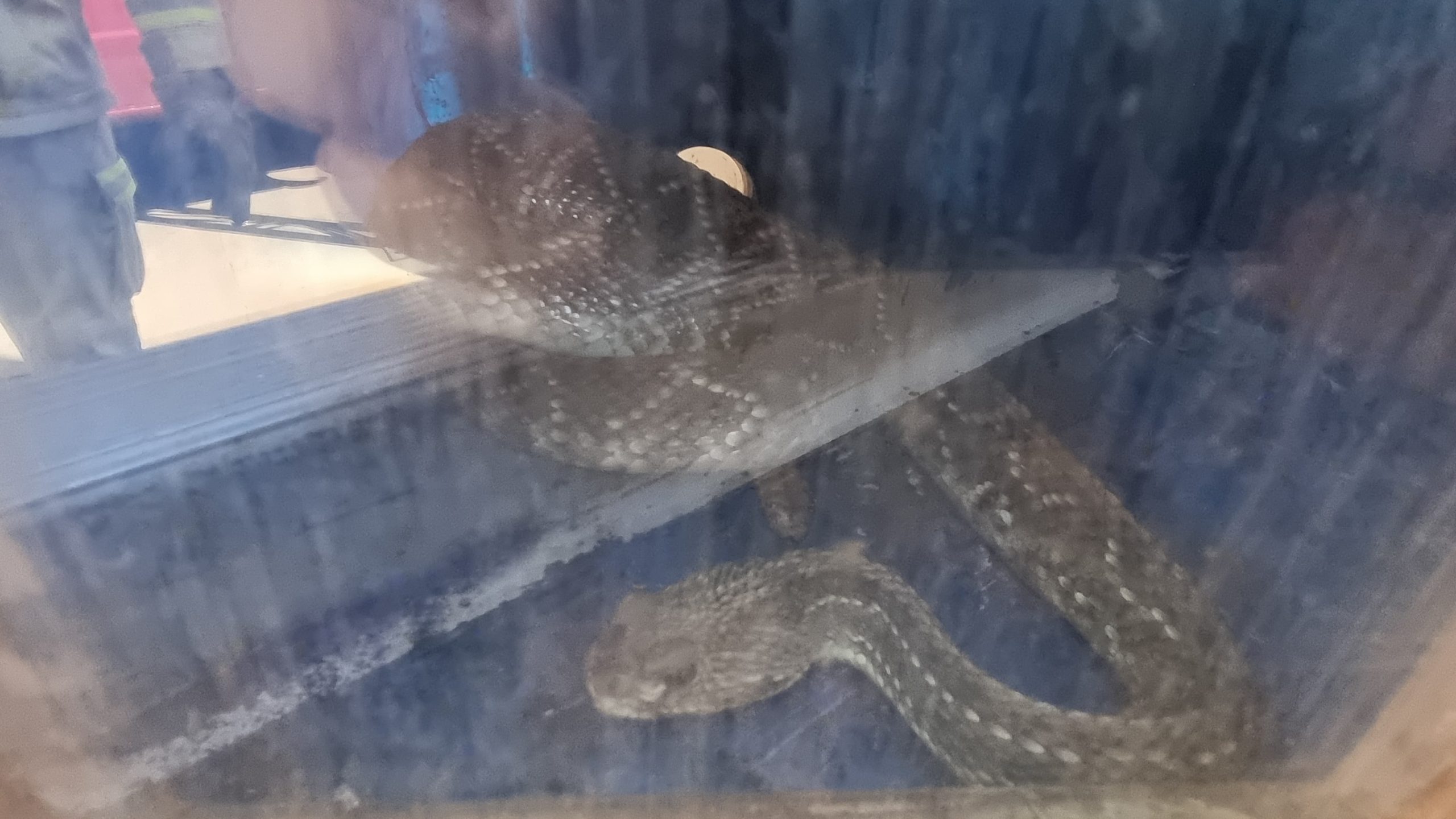 Cobra Cascavel é encontrada dentro de veículos nas proximidades do Zoológico