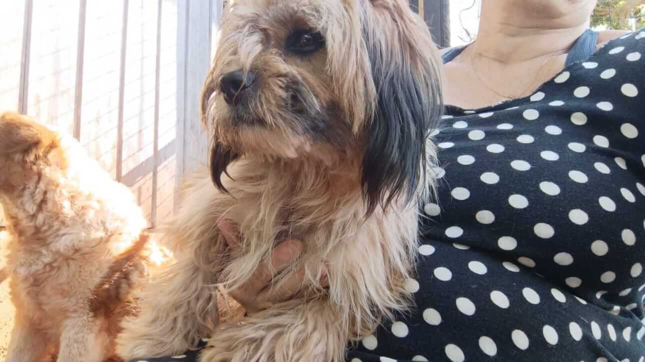 Cachorro é encontrado no bairro Country