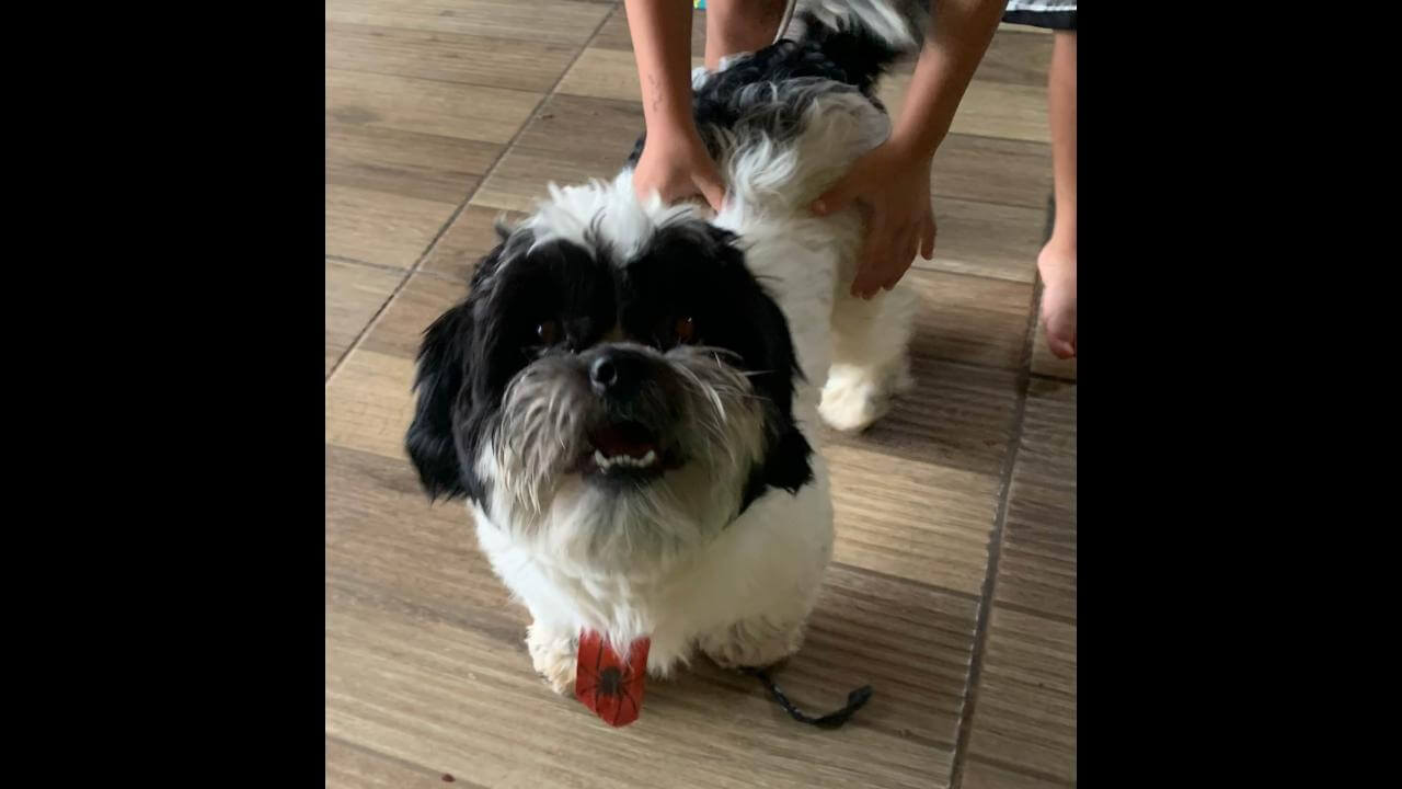 Cachorro é encontrado no bairro São Cristóvão