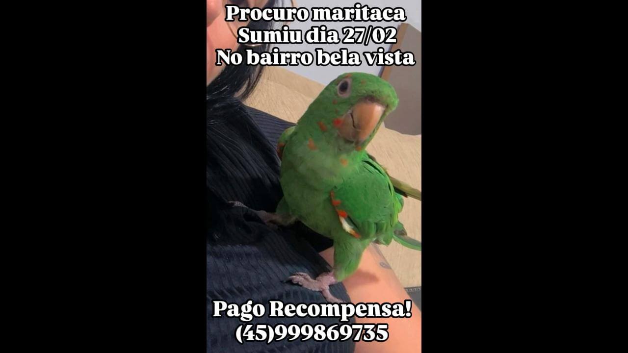 Maritaca Mel desapareceu no bairro Brasília