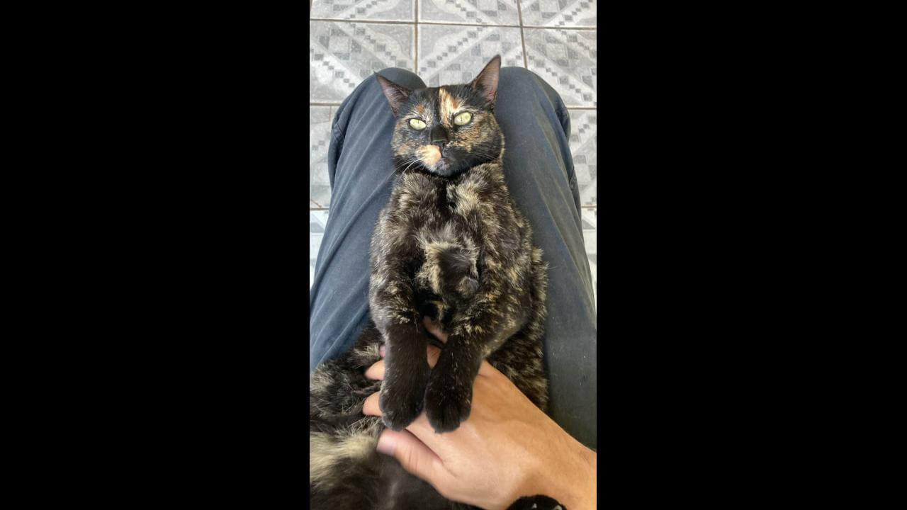Gata Morgana desapareceu no bairro Coqueiral