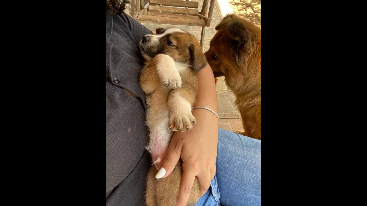 Cachorro Bob desapareceu no bairro São Cristóvão