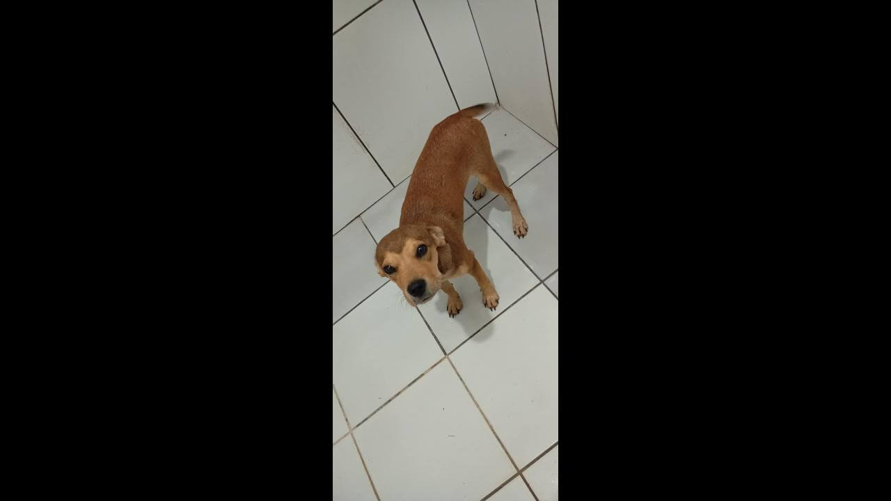 Cachorro é encontrado no bairro Santa Felicidade