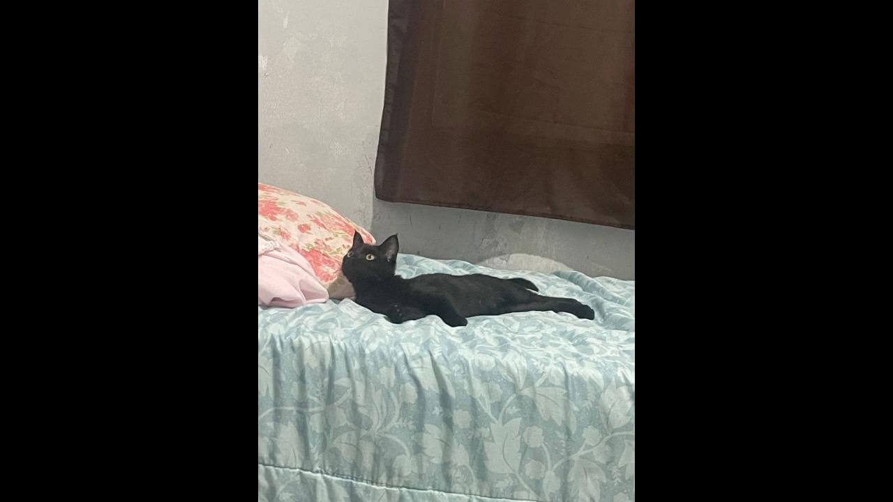 Gata Pantera desapareceu no bairro Pacaembu