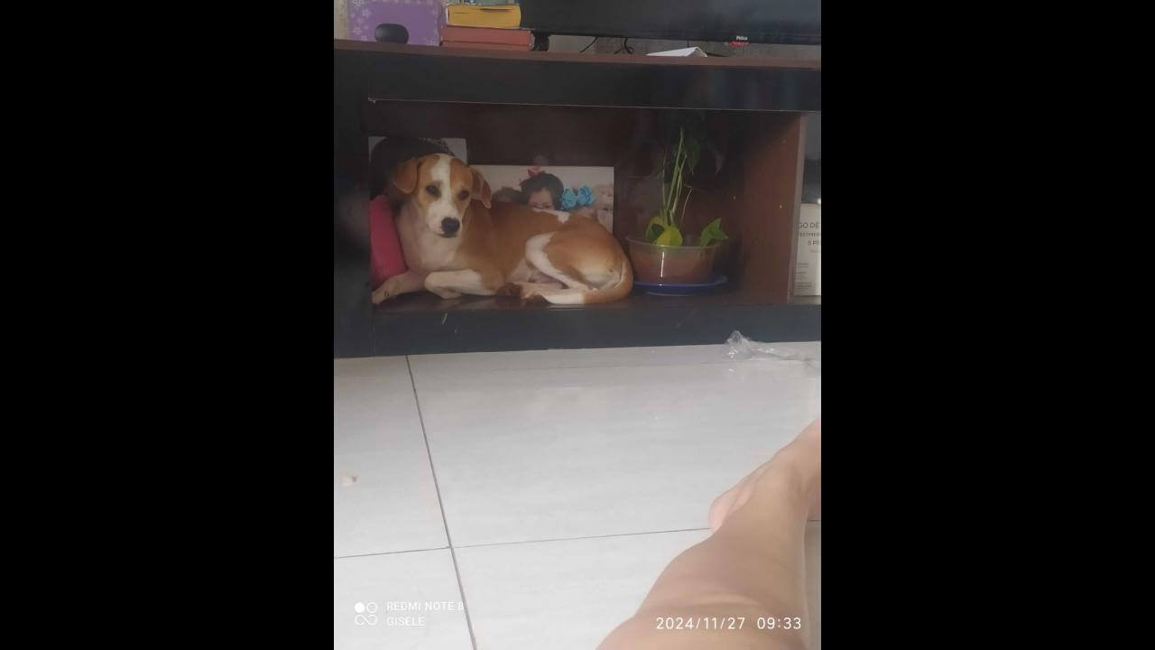 Cachorro Max desapareceu no bairro Florais do Paraná Cachorro Max desapareceu no bairro Florais do Paraná