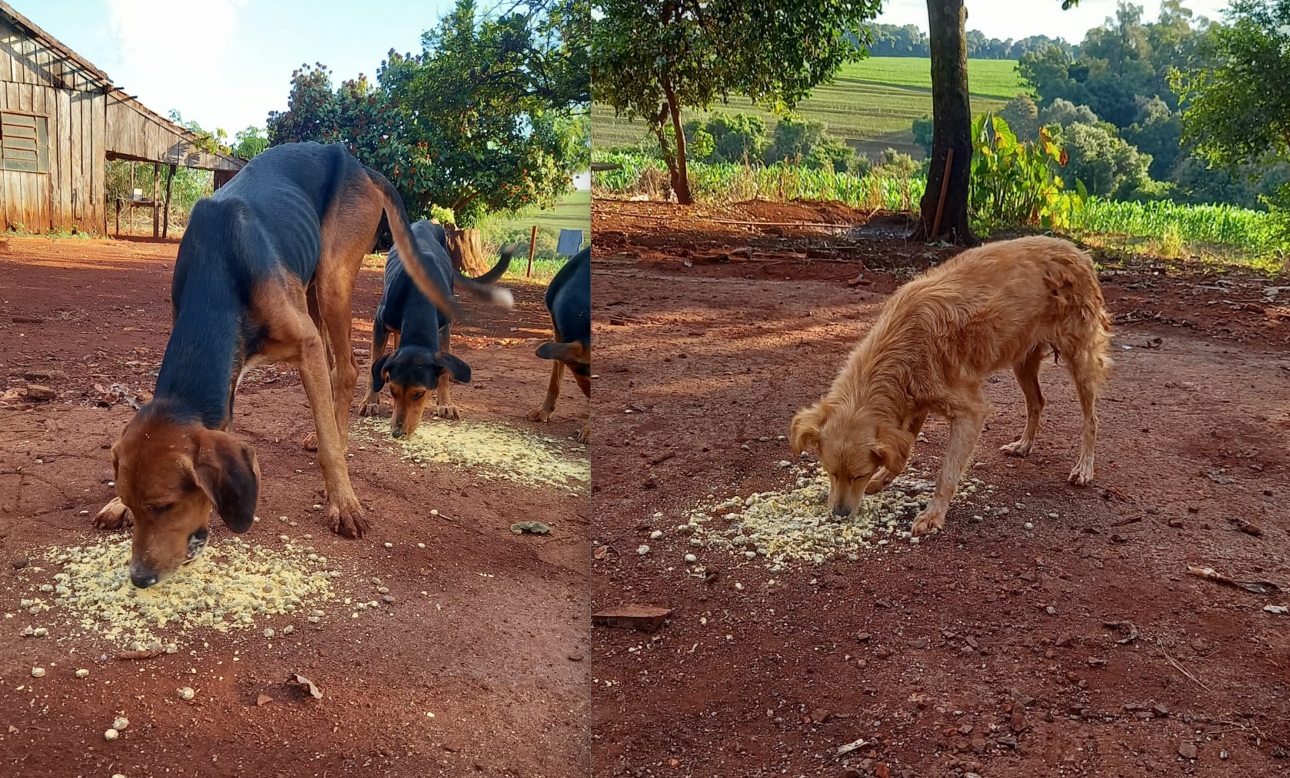 Você pode ajudar? Sem ração, cães lutam para sobreviver no interior de Cascavel Você pode ajudar? Sem ração, cães lutam para sobreviver no interior de Cascavel
