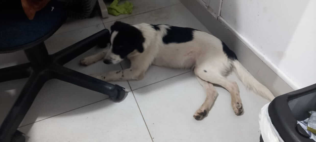 Cachorro é encontrado no bairro Maria Luiza Cachorro é encontrado no bairro Maria Luiza