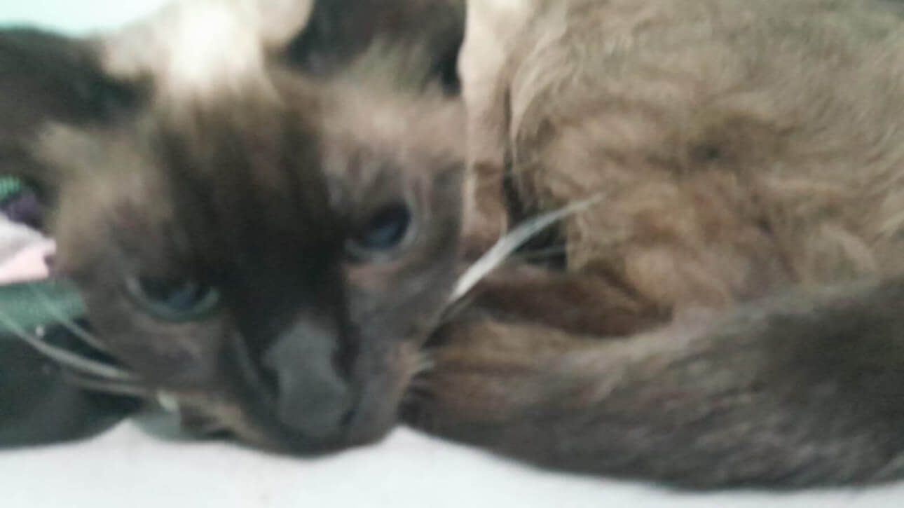 Gata Tequila desapareceu no bairro Centro