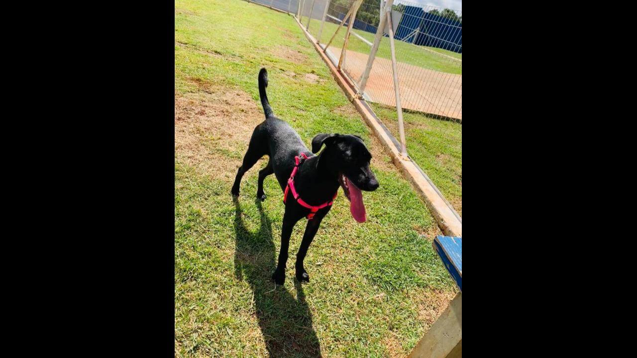 Cachorra Lupita desapareceu no bairro Brasília