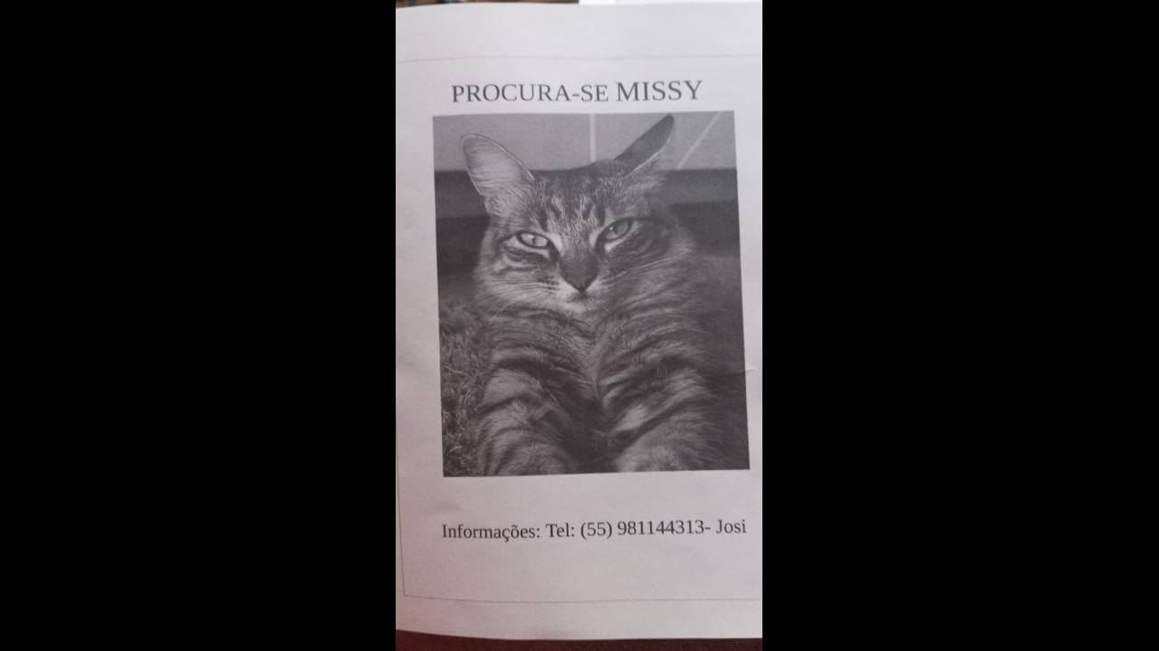 Gata Missy desapareceu no bairro Maria Luiza