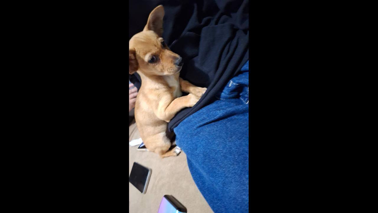 Cachorra é encontrada no bairro Interlagos
